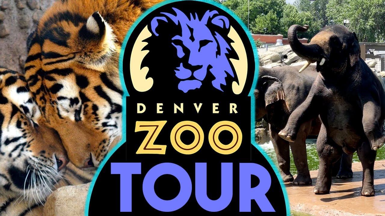 denver zoo tour image with a tiger